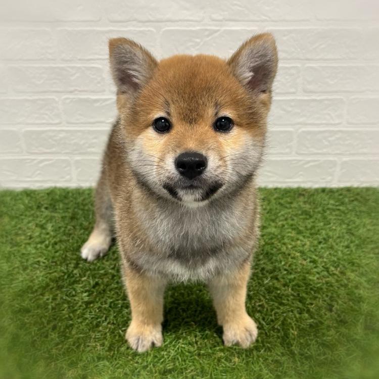 animal_image