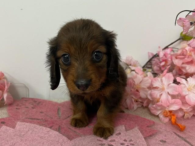 animal_image