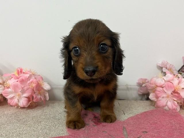 animal_image