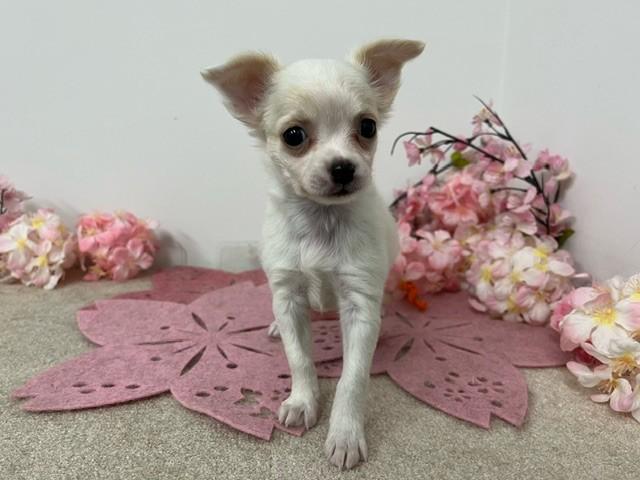 animal_image