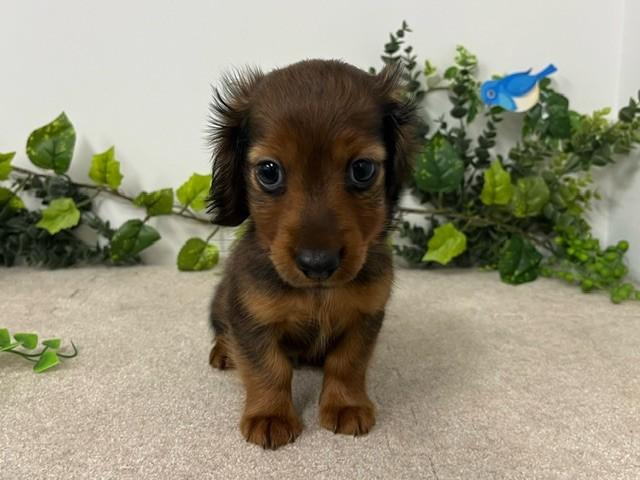 animal_image