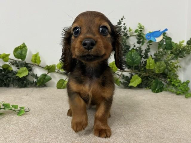 animal_image