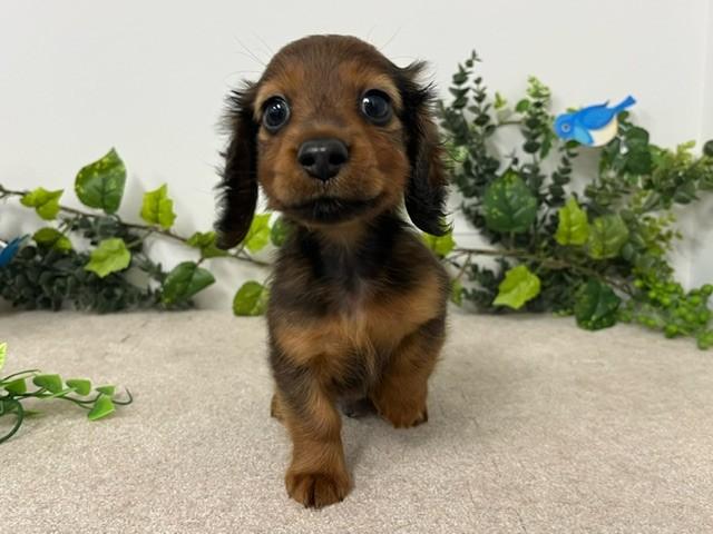 animal_image