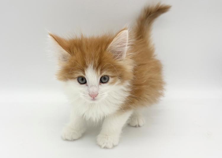 animal_image