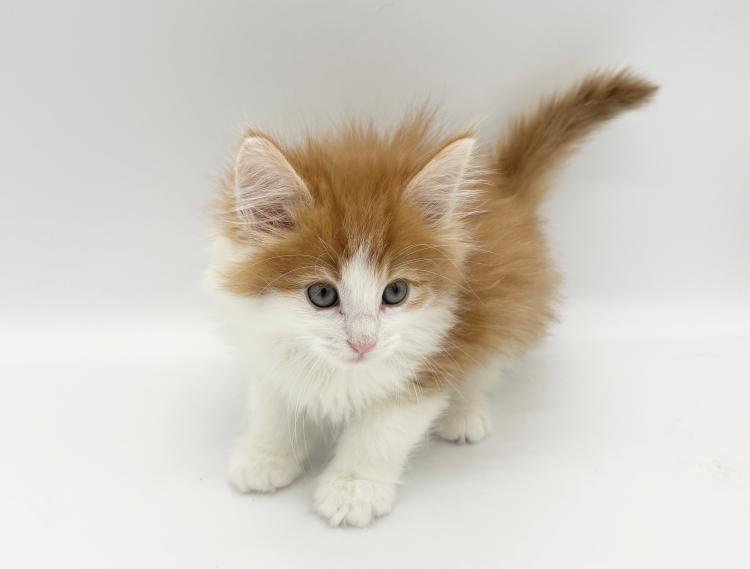 animal_image