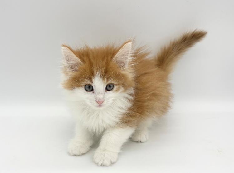 animal_image