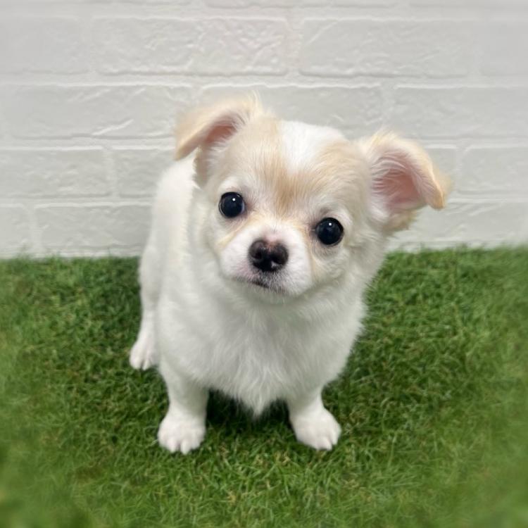 animal_image