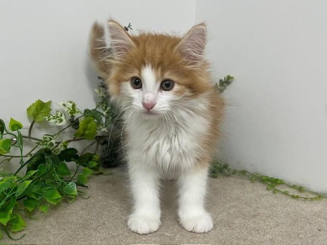 animal_image
