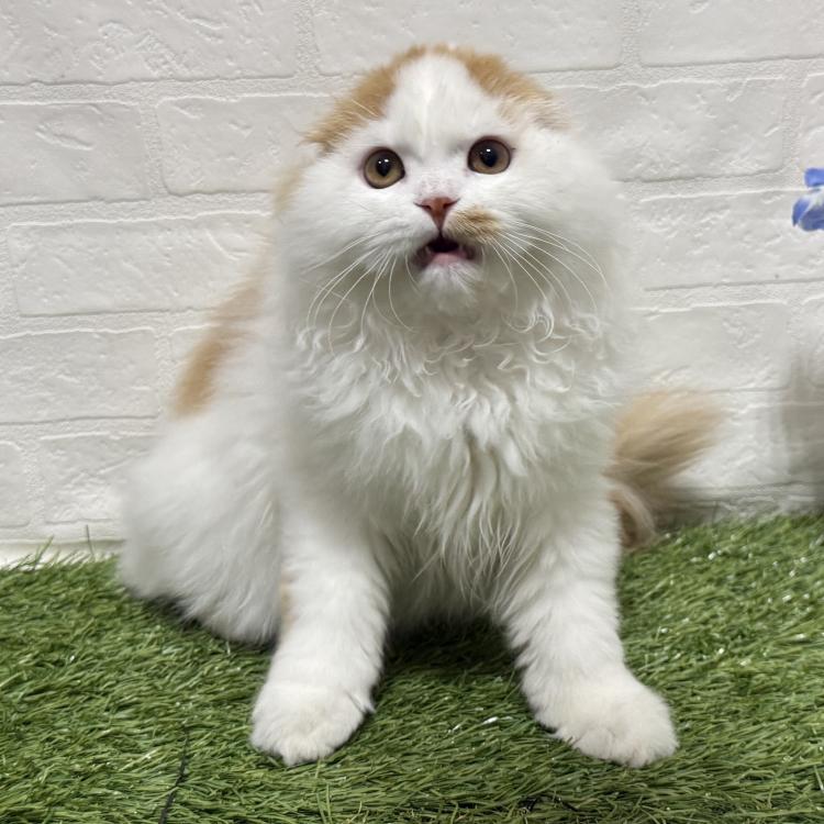 animal_image