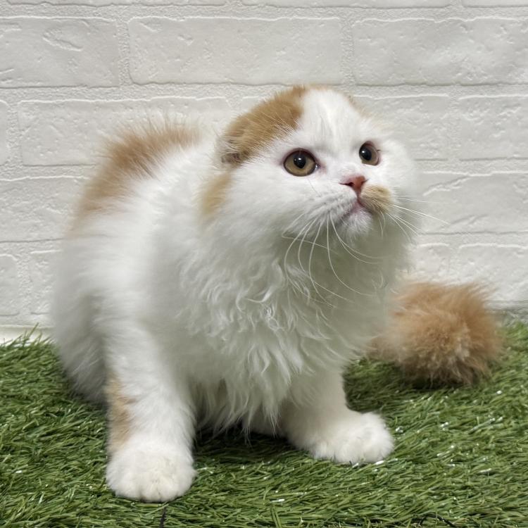 animal_image