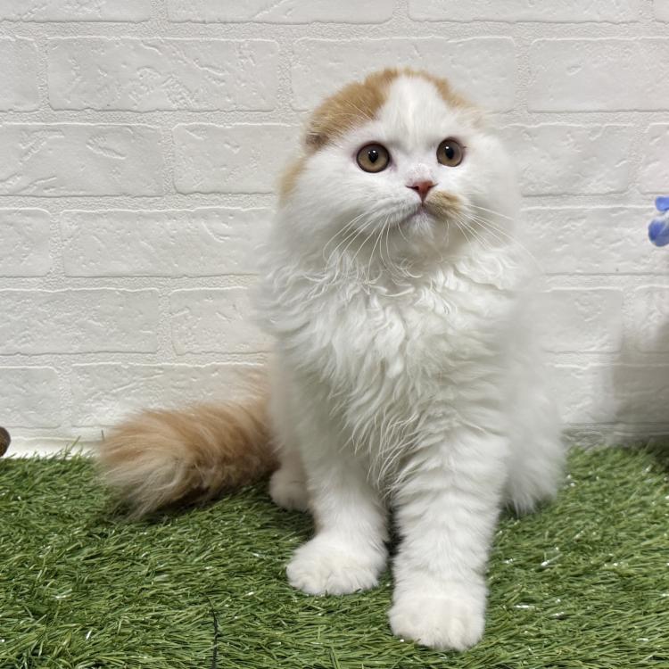 animal_image