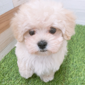 animal_image