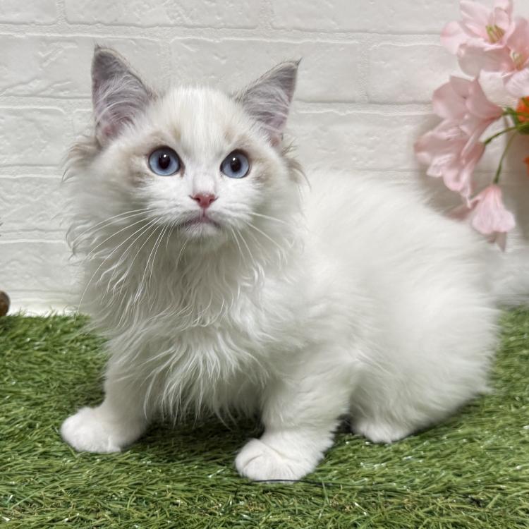 animal_image