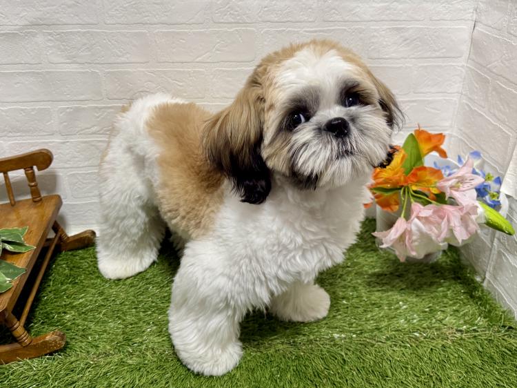 animal_image