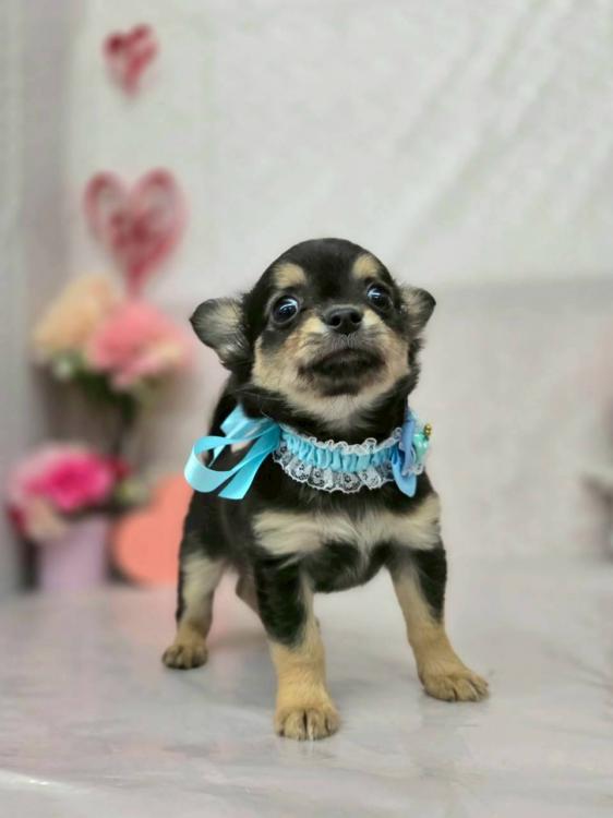 animal_image