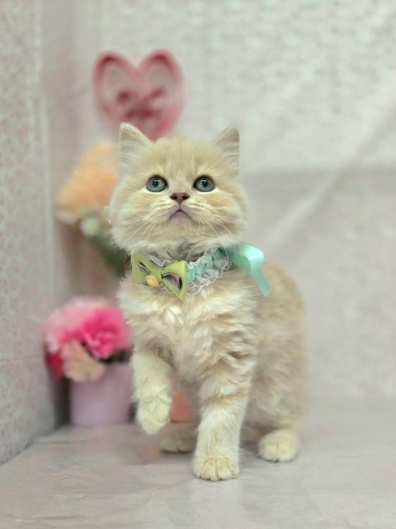 animal_image