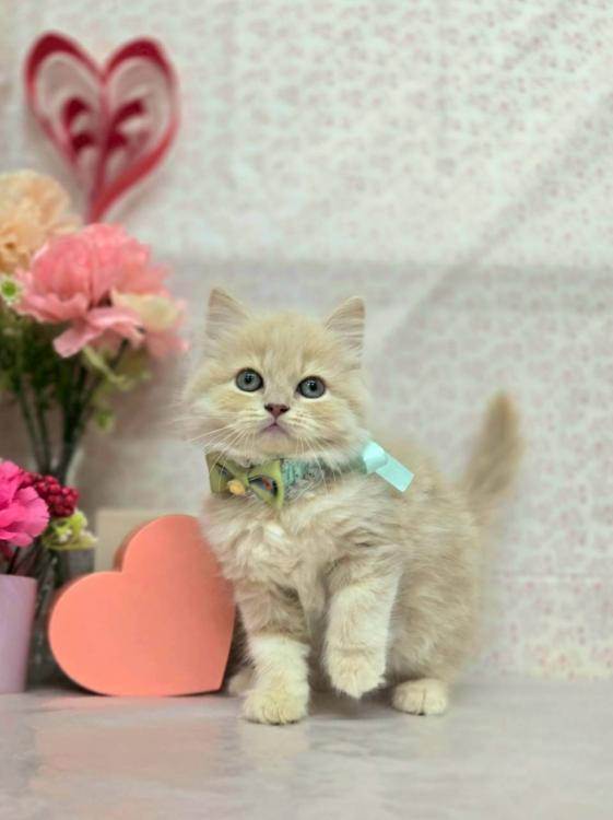 animal_image