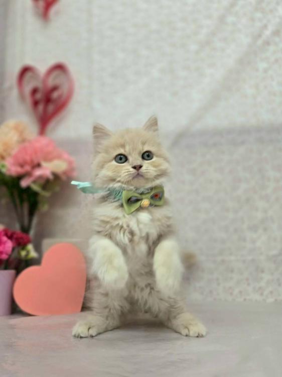 animal_image