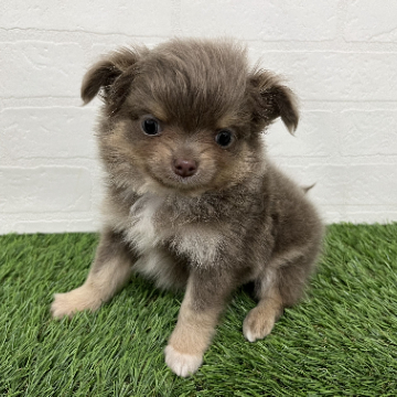 animal_image