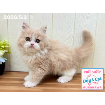 animal_image