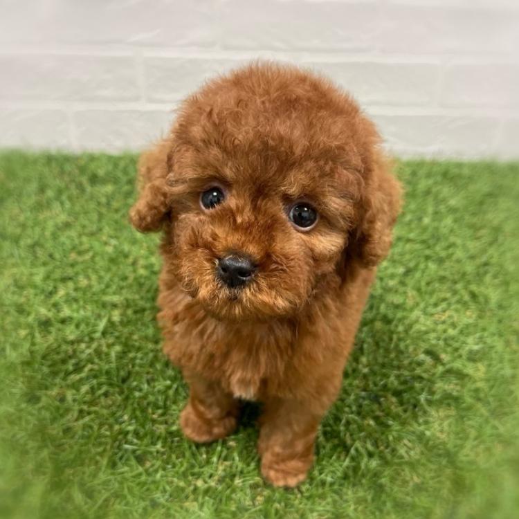 animal_image