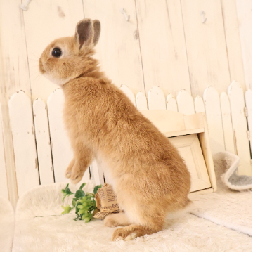 animal_image