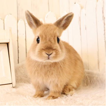 animal_image