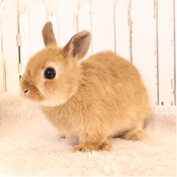 animal_image