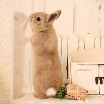 animal_image