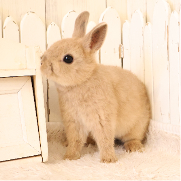 animal_image