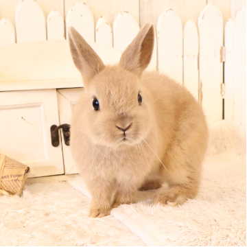 animal_image