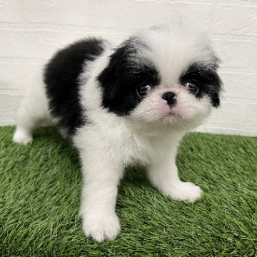 animal_image