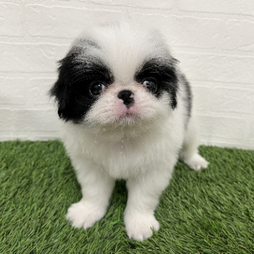 animal_image