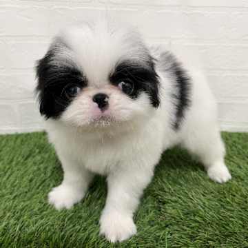 animal_image