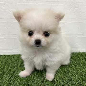 animal_image