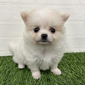 animal_image