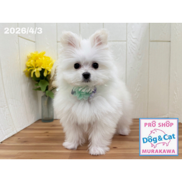 animal_image