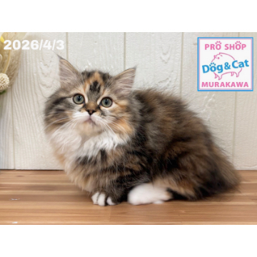 animal_image