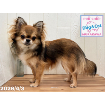 animal_image