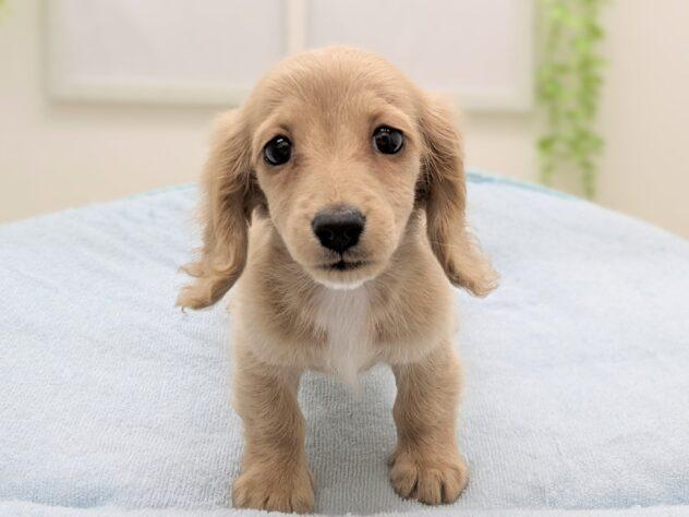 animal_image
