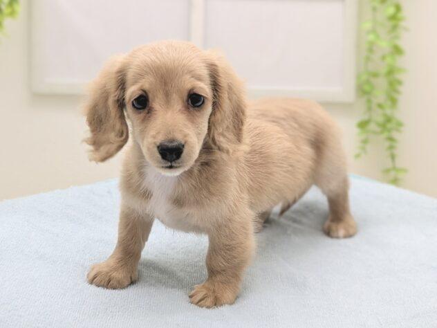 animal_image