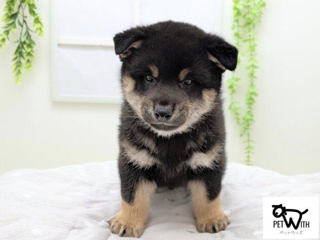animal_image