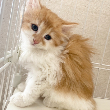 animal_image