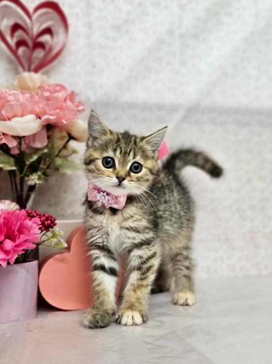 animal_image
