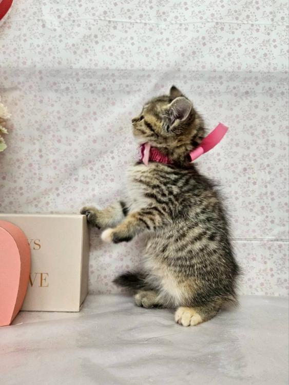 animal_image