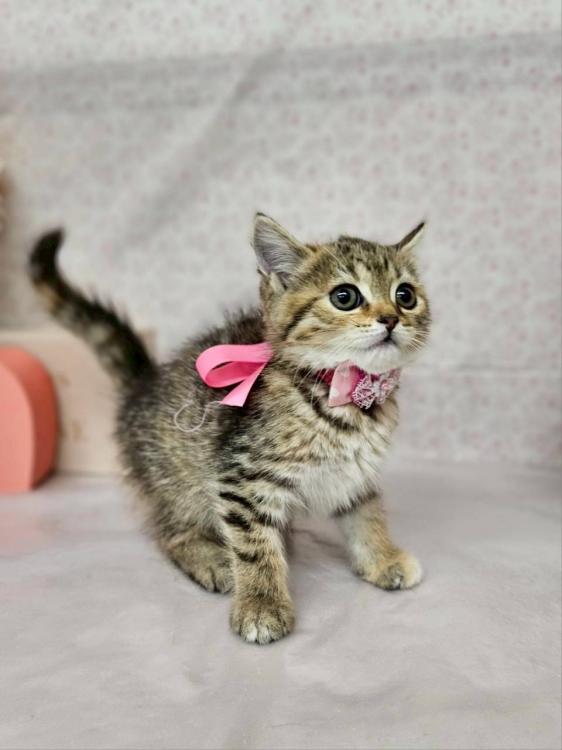 animal_image