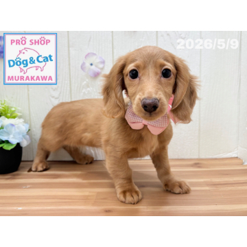 animal_image