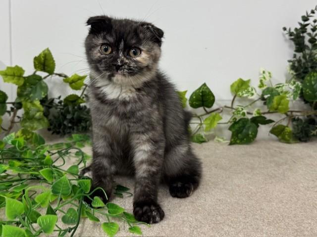 animal_image