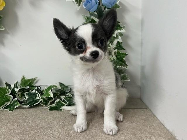 animal_image