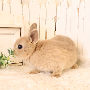 animal_image